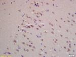 BACE1 Antibody in Immunohistochemistry (Paraffin) (IHC (P))