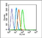 EGFR Antibody in Flow Cytometry (Flow)