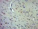 Caspase-1 P10 Antibody in Immunohistochemistry (Paraffin) (IHC (P))