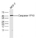 Caspase-1 P10 Antibody in Western Blot (WB)