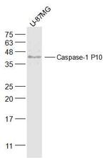 Caspase-1 P10 Antibody in Western Blot (WB)