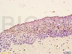 TrkB Antibody in Immunohistochemistry (Paraffin) (IHC (P))