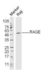 RAGE Antibody in Western Blot (WB)