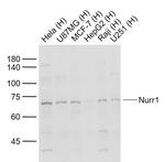 Nurr1 Antibody in Western Blot (WB)