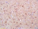 DOPA Decarboxylase Antibody in Immunohistochemistry (Paraffin) (IHC (P))