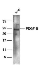 PDGF B Antibody in Western Blot (WB)