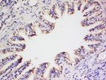 Preproendothelin 1 Antibody in Immunohistochemistry (Paraffin) (IHC (P))