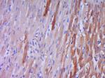 Preproendothelin 1 Antibody in Immunohistochemistry (Paraffin) (IHC (P))