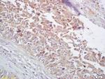 HSP60 Antibody in Immunohistochemistry (Paraffin) (IHC (P))