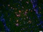 TrkA Antibody in Immunohistochemistry (Paraffin) (IHC (P))