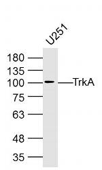 TrkA Antibody in Western Blot (WB)