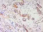 PACAP-38 Antibody in Immunohistochemistry (Paraffin) (IHC (P))