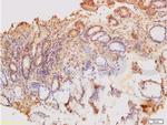 Big endothelin-1 Antibody in Immunohistochemistry (Paraffin) (IHC (P))