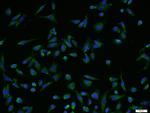 GLP-2 Antibody in Immunocytochemistry (ICC/IF)