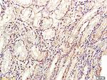 GLP-2 Antibody in Immunohistochemistry (Paraffin) (IHC (P))