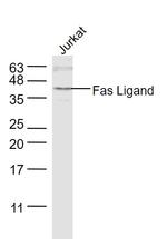 Fas Ligand Antibody in Western Blot (WB)