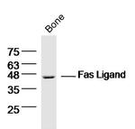 Fas Ligand Antibody in Western Blot (WB)