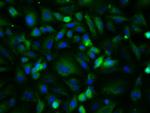 bFGF Antibody in Immunocytochemistry (ICC/IF)