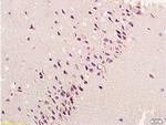 bFGF Antibody in Immunohistochemistry (Paraffin) (IHC (P))