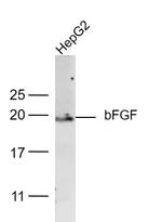 bFGF Antibody in Western Blot (WB)