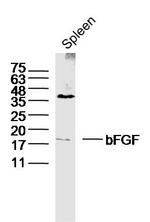 bFGF Antibody in Western Blot (WB)