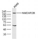 NMDAR2B Antibody in Western Blot (WB)