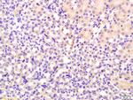 FGF1 Antibody in Immunohistochemistry (Paraffin) (IHC (P))