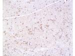 PMP22 Antibody in Immunohistochemistry (Paraffin) (IHC (P))