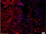 14-3-3 Alpha/Beta/Gamma/Delta/Epsilon Antibody in Immunohistochemistry (Paraffin) (IHC (P))