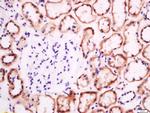 EphB2 R Antibody in Immunohistochemistry (Paraffin) (IHC (P))