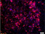 Glucocorticoid receptor Antibody in Immunocytochemistry (ICC/IF)