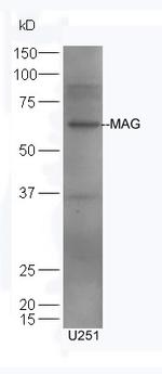 MAG Antibody in Western Blot (WB)