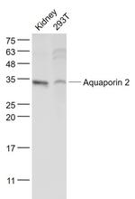 AQP2 Antibody in Western Blot (WB)