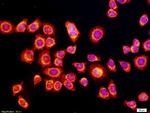 VEGF Antibody in Immunocytochemistry (ICC/IF)