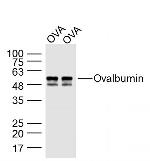 Ovalbumin Antibody in Western Blot (WB)