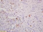 IGBP1 Antibody in Immunohistochemistry (Paraffin) (IHC (P))