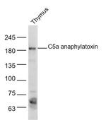 C5a anaphylatoxin Antibody in Western Blot (WB)