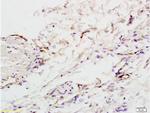 factor 8/F8 Antibody in Immunohistochemistry (Paraffin) (IHC (P))