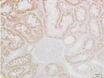 CRF Antibody in Immunohistochemistry (Paraffin) (IHC (P))