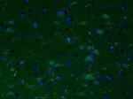 CRF Antibody in Immunohistochemistry (Paraffin) (IHC (P))