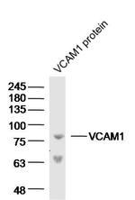 VCAM-1 Antibody in Western Blot (WB)