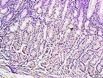 Leptin Antibody in Immunohistochemistry (Paraffin) (IHC (P))