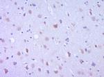 Leptin Antibody in Immunohistochemistry (Paraffin) (IHC (P))