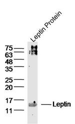 Leptin Antibody in Western Blot (WB)