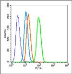 MMP2 Antibody in Flow Cytometry (Flow)