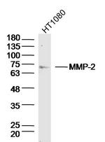 MMP2 Antibody in Western Blot (WB)