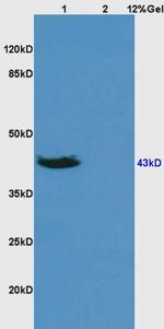 DR3 Antibody in Western Blot (WB)