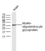 MOG Antibody in Western Blot (WB)