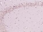 DISC1 NT Antibody in Immunohistochemistry (Paraffin) (IHC (P))