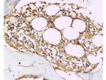 OPG Antibody in Immunohistochemistry (Paraffin) (IHC (P))